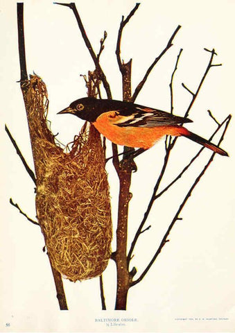 Reproducción/Reproduction 6233797219: Birds and nature in natural colors. v.1. Chicago :A.W. Mumford, Publisher,1913-1914