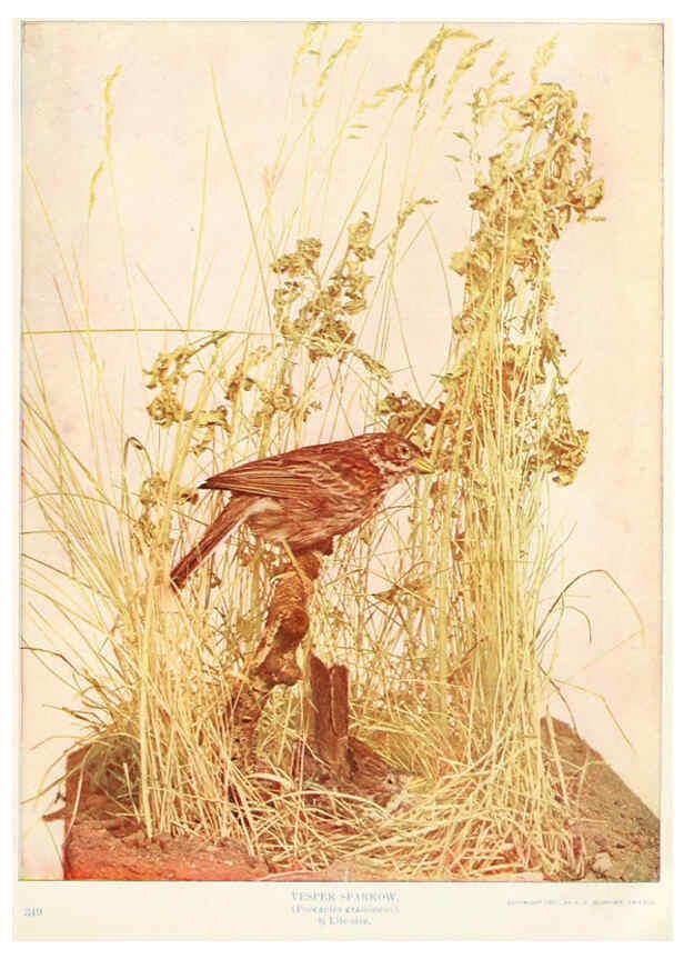 Reproducción/Reproduction 6234319508: Birds and nature in natural colors. v.1. Chicago :A.W. Mumford, Publisher,1913-1914