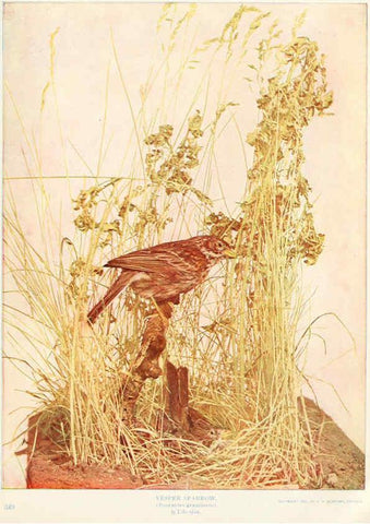 Reproducción/Reproduction 6234319508: Birds and nature in natural colors. v.1. Chicago :A.W. Mumford, Publisher,1913-1914