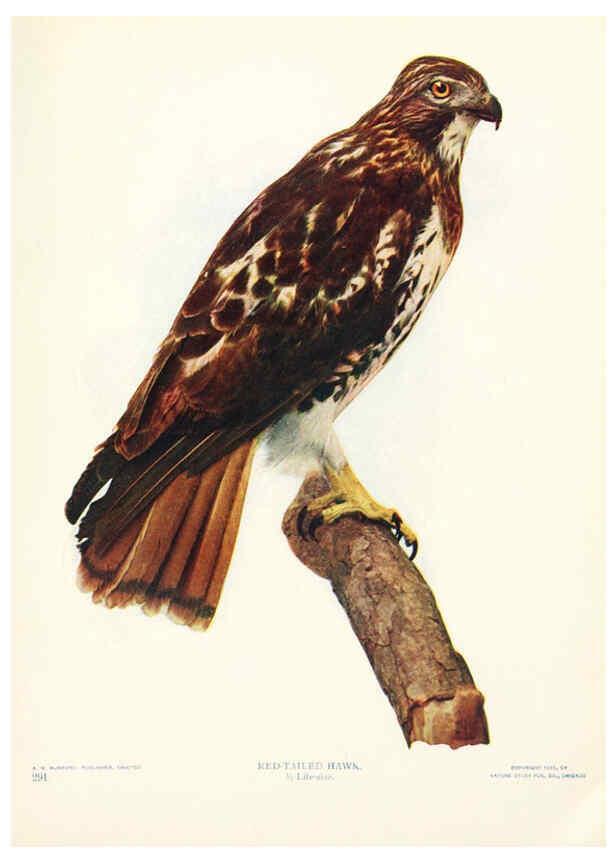 Reproducción/Reproduction 6233794329: Birds and nature in natural colors. v.1. Chicago :A.W. Mumford, Publisher,1913-1914