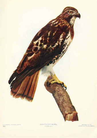 Reproducción/Reproduction 6233794329: Birds and nature in natural colors. v.1. Chicago :A.W. Mumford, Publisher,1913-1914