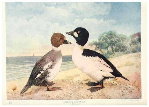 Reproducción/Reproduction 6234319842: Birds and nature in natural colors. v.1. Chicago :A.W. Mumford, Publisher,1913-1914