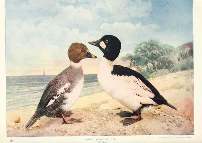 Reproducción/Reproduction 6234319842: Birds and nature in natural colors. v.1. Chicago :A.W. Mumford, Publisher,1913-1914