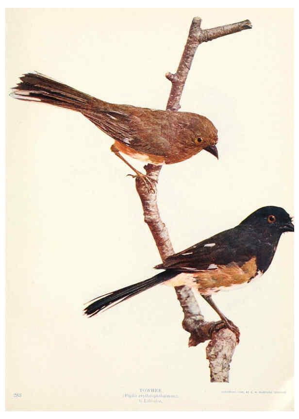 Reproducción/Reproduction 6234319984: Birds and nature in natural colors. v.1. Chicago :A.W. Mumford, Publisher,1913-1914
