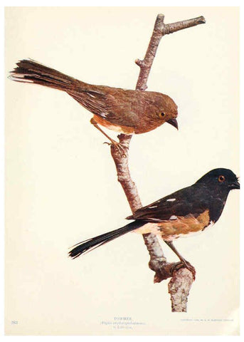 Reproducción/Reproduction 6234319984: Birds and nature in natural colors. v.1. Chicago :A.W. Mumford, Publisher,1913-1914