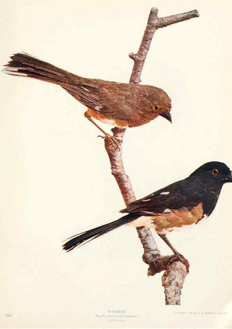 Reproducción/Reproduction 6234319984: Birds and nature in natural colors. v.1. Chicago :A.W. Mumford, Publisher,1913-1914