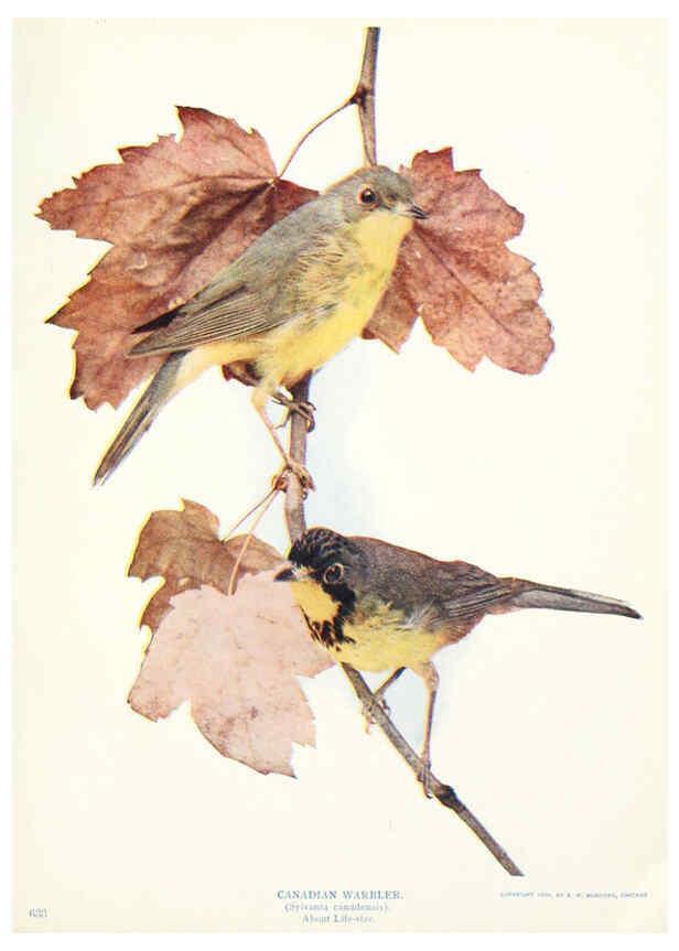 Reproducción/Reproduction 6234320148: Birds and nature in natural colors. v.1. Chicago :A.W. Mumford, Publisher,1913-1914