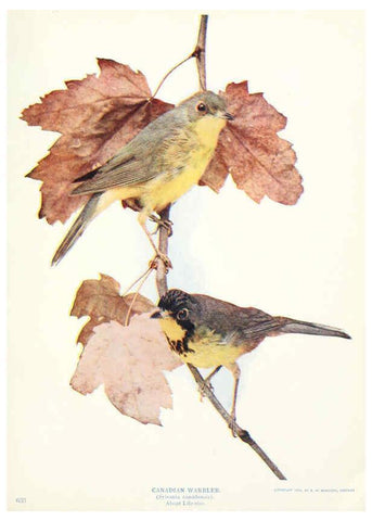 Reproducción/Reproduction 6234320148: Birds and nature in natural colors. v.1. Chicago :A.W. Mumford, Publisher,1913-1914