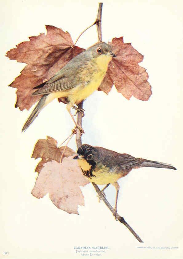 Reproducción/Reproduction 6234320148: Birds and nature in natural colors. v.1. Chicago :A.W. Mumford, Publisher,1913-1914