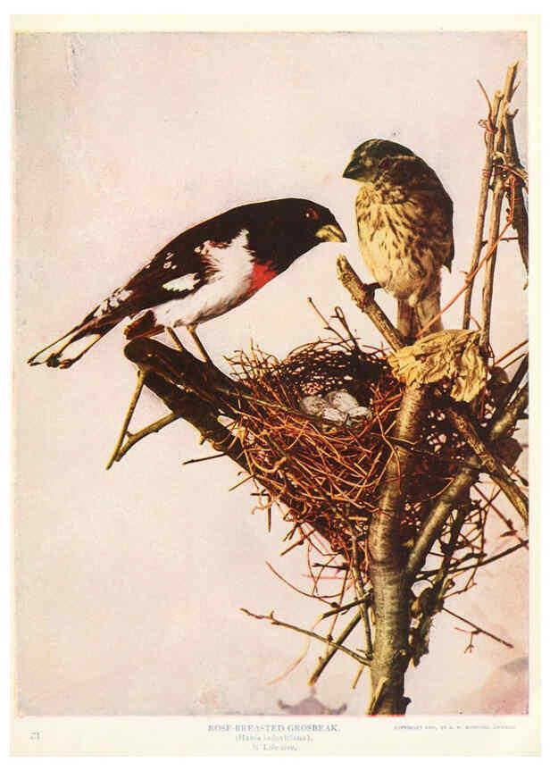 Reproducción/Reproduction 6234320342: Birds and nature in natural colors. v.1. Chicago :A.W. Mumford, Publisher,1913-1914
