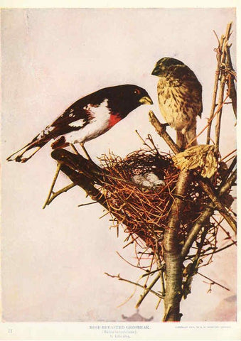 Reproducción/Reproduction 6234320342: Birds and nature in natural colors. v.1. Chicago :A.W. Mumford, Publisher,1913-1914