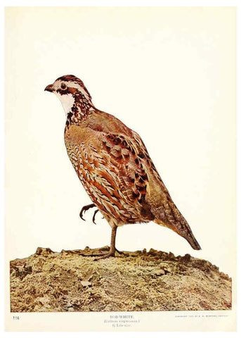 Reproducción/Reproduction 6234320586: Birds and nature in natural colors. v.1. Chicago :A.W. Mumford, Publisher,1913-1914