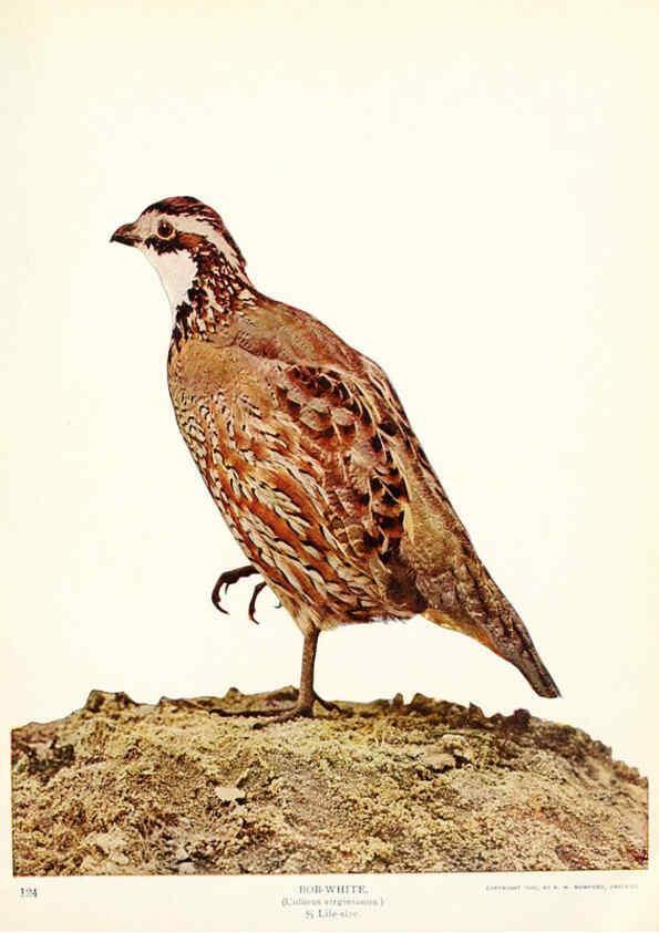 Reproducción/Reproduction 6234320586: Birds and nature in natural colors. v.1. Chicago :A.W. Mumford, Publisher,1913-1914