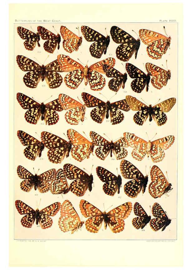 Reproducción/Reproduction 6233848107: The butterflies of the West Coast of the United States San Bernardino, Calif. :Wright,1906, c1905