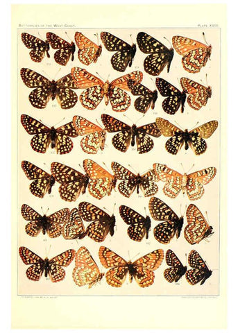 Reproducción/Reproduction 6233848107: The butterflies of the West Coast of the United States San Bernardino, Calif. :Wright,1906, c1905