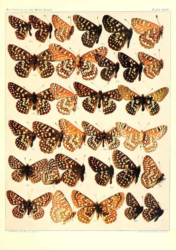 Reproducción/Reproduction 6233848107: The butterflies of the West Coast of the United States San Bernardino, Calif. :Wright,1906, c1905