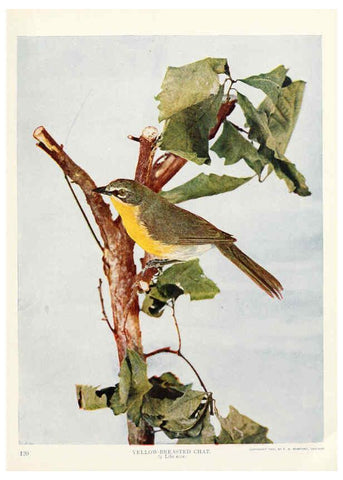 Reproducción/Reproduction 6234320812: Birds and nature in natural colors. v.1. Chicago :A.W. Mumford, Publisher,1913-1914