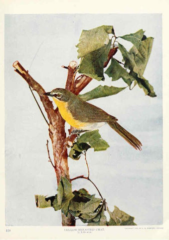 Reproducción/Reproduction 6234320812: Birds and nature in natural colors. v.1. Chicago :A.W. Mumford, Publisher,1913-1914