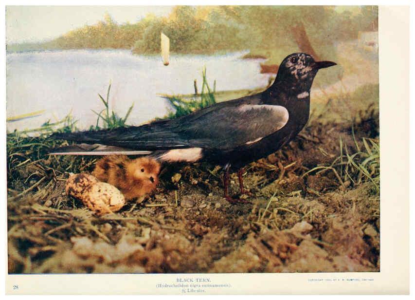 Reproducción/Reproduction 6233795901: Birds and nature in natural colors. v.1. Chicago :A.W. Mumford, Publisher,1913-1914