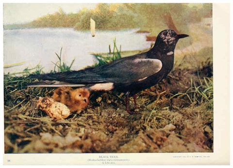 Reproducción/Reproduction 6233795901: Birds and nature in natural colors. v.1. Chicago :A.W. Mumford, Publisher,1913-1914