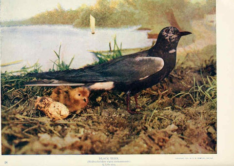 Reproducción/Reproduction 6233795901: Birds and nature in natural colors. v.1. Chicago :A.W. Mumford, Publisher,1913-1914