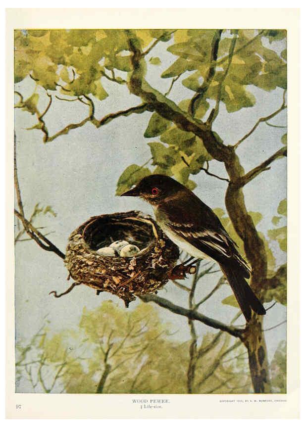 Reproducción/Reproduction 6233796073: Birds and nature in natural colors. v.1. Chicago :A.W. Mumford, Publisher,1913-1914
