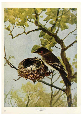 Reproducción/Reproduction 6233796073: Birds and nature in natural colors. v.1. Chicago :A.W. Mumford, Publisher,1913-1914