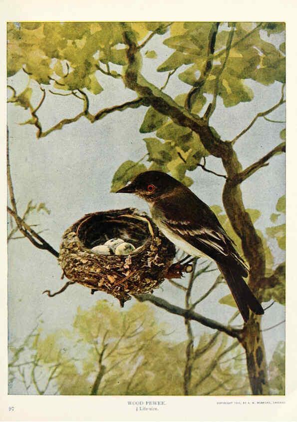 Reproducción/Reproduction 6233796073: Birds and nature in natural colors. v.1. Chicago :A.W. Mumford, Publisher,1913-1914