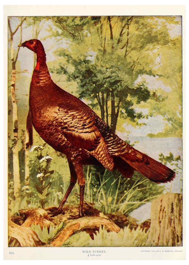 Reproducción/Reproduction 6233796245: Birds and nature in natural colors. v.1. Chicago :A.W. Mumford, Publisher,1913-1914