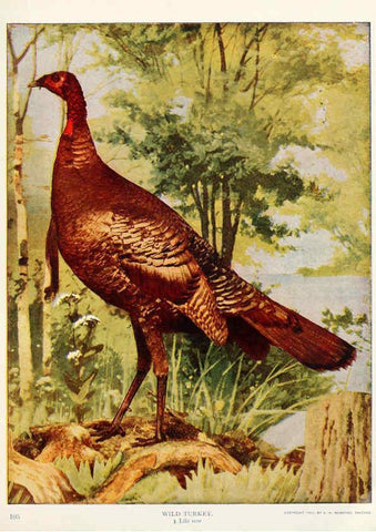 Reproducción/Reproduction 6233796245: Birds and nature in natural colors. v.1. Chicago :A.W. Mumford, Publisher,1913-1914