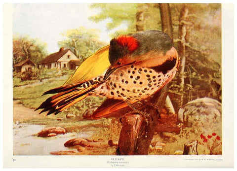 Reproducción/Reproduction 6233796507: Birds and nature in natural colors. v.1. Chicago :A.W. Mumford, Publisher,1913-1914