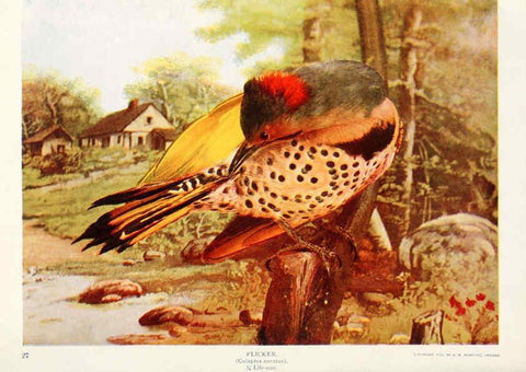 Reproducción/Reproduction 6233796507: Birds and nature in natural colors. v.1. Chicago :A.W. Mumford, Publisher,1913-1914