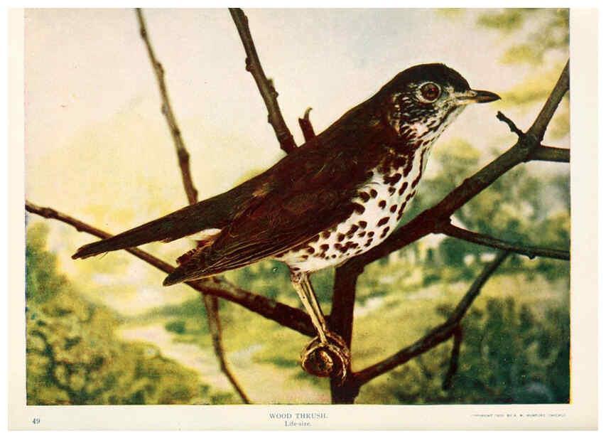 Reproducción/Reproduction 6234321870: Birds and nature in natural colors. v.1. Chicago :A.W. Mumford, Publisher,1913-1914