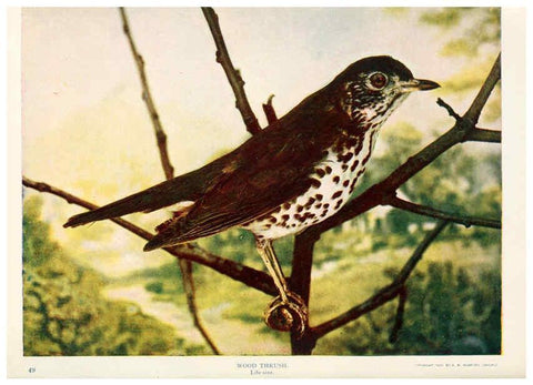 Reproducción/Reproduction 6234321870: Birds and nature in natural colors. v.1. Chicago :A.W. Mumford, Publisher,1913-1914