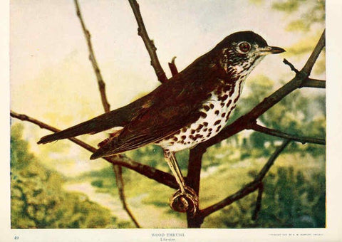Reproducción/Reproduction 6234321870: Birds and nature in natural colors. v.1. Chicago :A.W. Mumford, Publisher,1913-1914