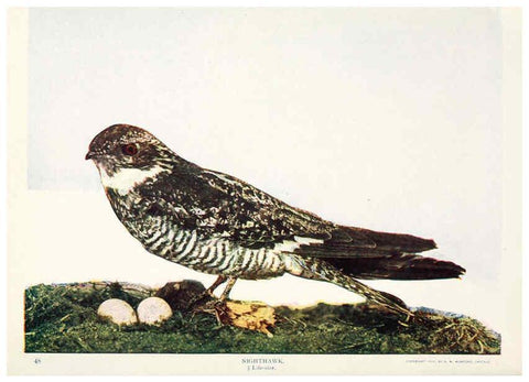 Reproducción/Reproduction 6233796817: Birds and nature in natural colors. v.1. Chicago :A.W. Mumford, Publisher,1913-1914