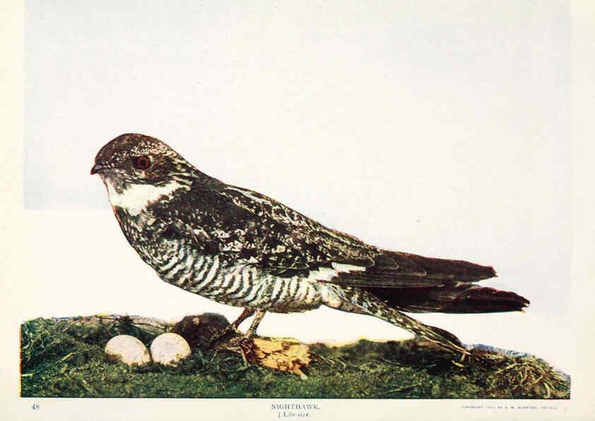 Reproducción/Reproduction 6233796817: Birds and nature in natural colors. v.1. Chicago :A.W. Mumford, Publisher,1913-1914