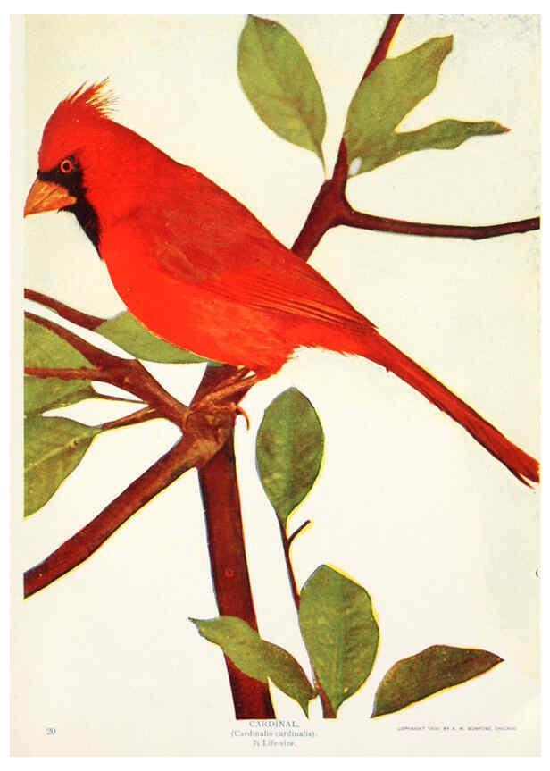 Reproducción/Reproduction 6234322250: Birds and nature in natural colors. v.1. Chicago :A.W. Mumford, Publisher,1913-1914