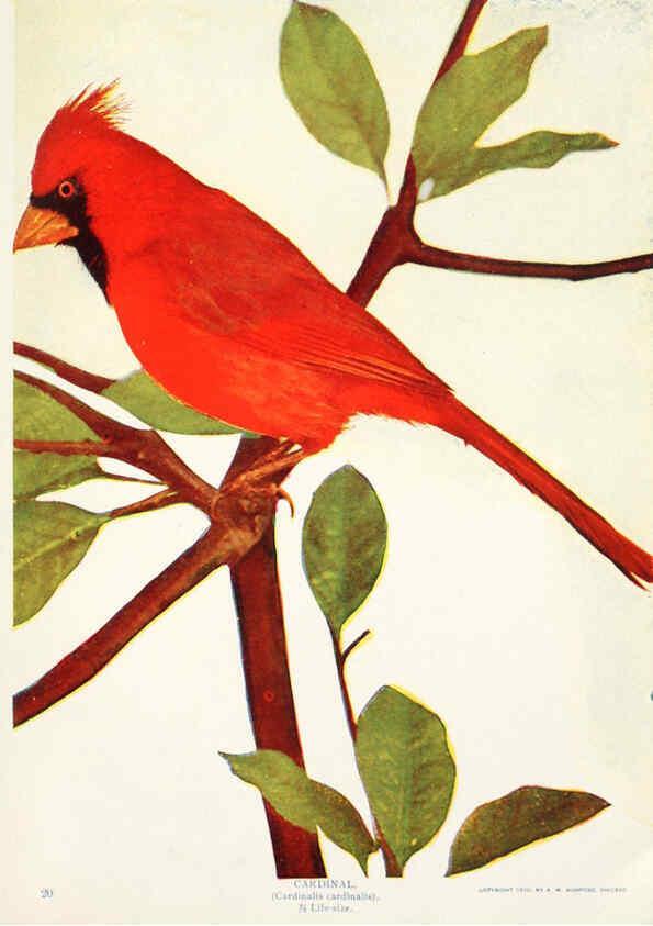 Reproducción/Reproduction 6234322250: Birds and nature in natural colors. v.1. Chicago :A.W. Mumford, Publisher,1913-1914