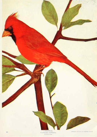 Reproducción/Reproduction 6234322250: Birds and nature in natural colors. v.1. Chicago :A.W. Mumford, Publisher,1913-1914