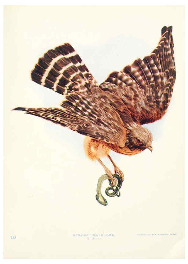 Reproducción/Reproduction 6233795737: Birds and nature in natural colors. v.1. Chicago :A.W. Mumford, Publisher,1913-1914