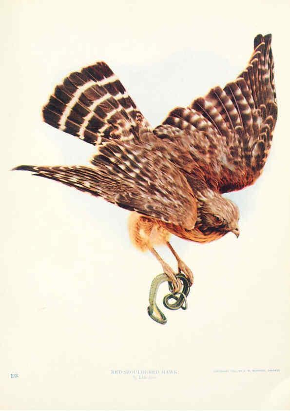 Reproducción/Reproduction 6233795737: Birds and nature in natural colors. v.1. Chicago :A.W. Mumford, Publisher,1913-1914
