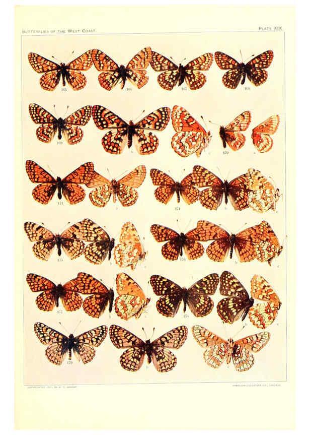 Reproducción/Reproduction 6233848397: The butterflies of the West Coast of the United States San Bernardino, Calif. :Wright,1906, c1905