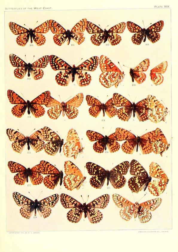 Reproducción/Reproduction 6233848397: The butterflies of the West Coast of the United States San Bernardino, Calif. :Wright,1906, c1905