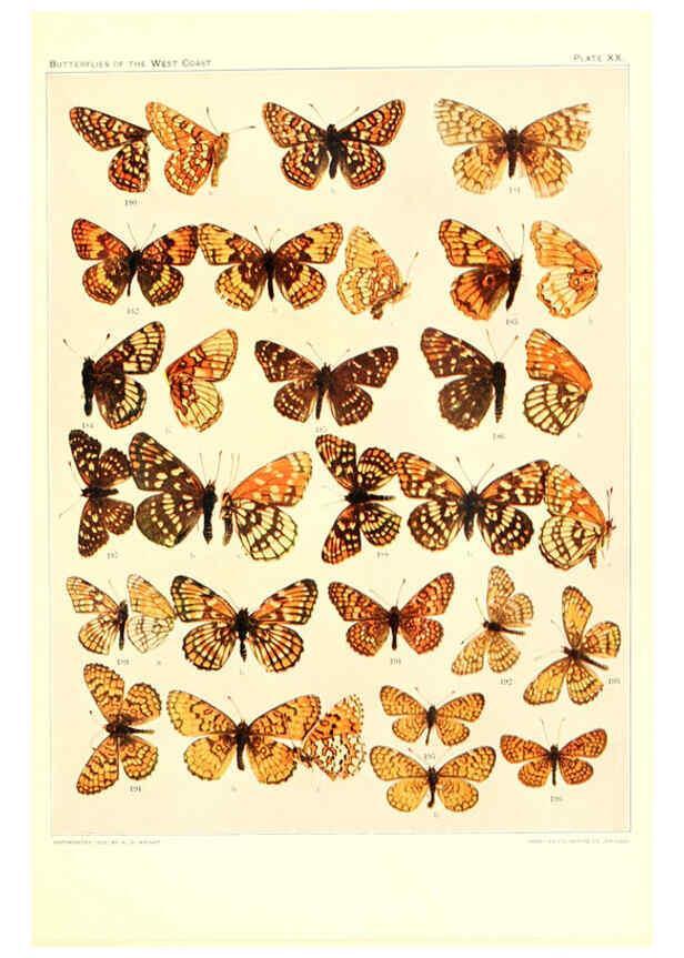 Reproducción/Reproduction 6234373956: The butterflies of the West Coast of the United States San Bernardino, Calif. :Wright,1906, c1905