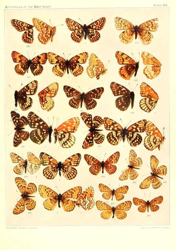 Reproducción/Reproduction 6234373956: The butterflies of the West Coast of the United States San Bernardino, Calif. :Wright,1906, c1905