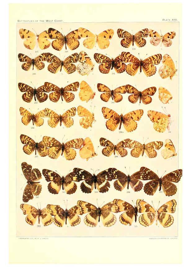 Reproducción/Reproduction 6233849155: The butterflies of the West Coast of the United States San Bernardino, Calif. :Wright,1906, c1905