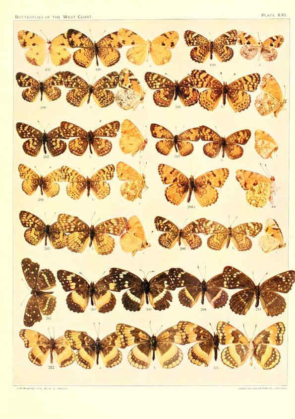 Reproducción/Reproduction 6233849155: The butterflies of the West Coast of the United States San Bernardino, Calif. :Wright,1906, c1905