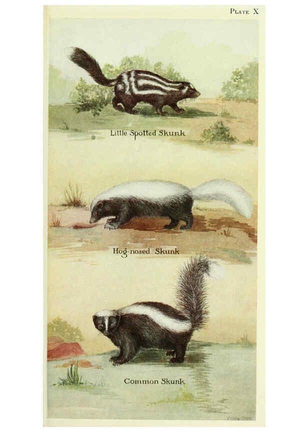 Reproducción/Reproduction 6234069197: Field book of North American mammals New York,G. P. Putnam's Sons,1928