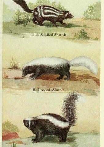Reproducción/Reproduction 6234069197: Field book of North American mammals New York,G. P. Putnam's Sons,1928